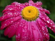 blüte mit wassertropfen