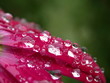 wassertropfen