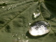 wassertropfen
