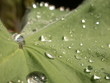 wassertropfen