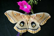 wild silk moth antheraea polyphemus