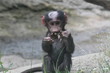 baby mandrill