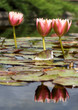 reflections