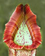 carnivorous