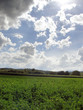 summer landscape
