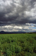 green meadow