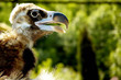 Foto: portrait of an eagle portrait of an eagle