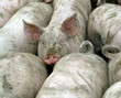 cochon 01 cochon 01
