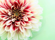dahlia