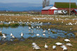 geese at a pond