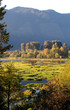 pond