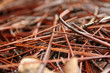 pine needles