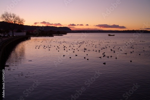 lake rotorua at dusk lake rotorua at dusk
