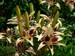 lilienblüten und lilienknospen lilienblüten und lilienknospen