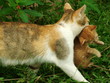 chats