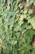 ivy league wall