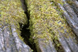moss whithered wood