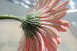 pink flowers