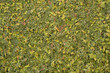 leafy green ivy wall