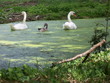 famille cygne