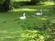 cygnes