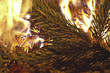burning wood