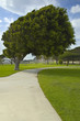 lopsided tree