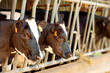 vache au repos vache au repos