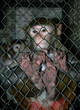 monkey in the cage