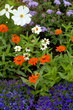 garden flowers