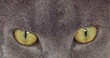 yeux de chat