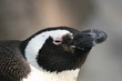 pinguin
