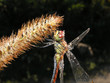 dragonfly. on a dark background.
