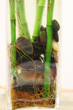 lucky bamboo