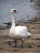 mein lieber schwan