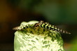graphium agamemnon