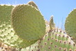cactus in galapagos
