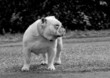 dicker hund