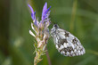 closeup of a marbled white butterfly