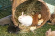 bunny and chick