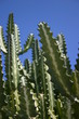 cactus in galapagos islands