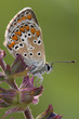 closeup of a coomon blue butterfly