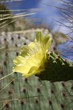 cactus with yellow flower
