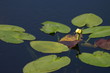 water lily
