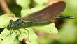 demoiselle de france