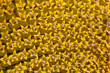 closeup of a sun flower