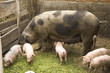 pigs