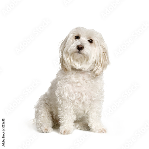 bichon maltais