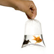poisson rouge