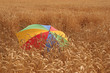 champ de blè